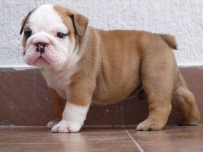 English Bulldog Puppies Available