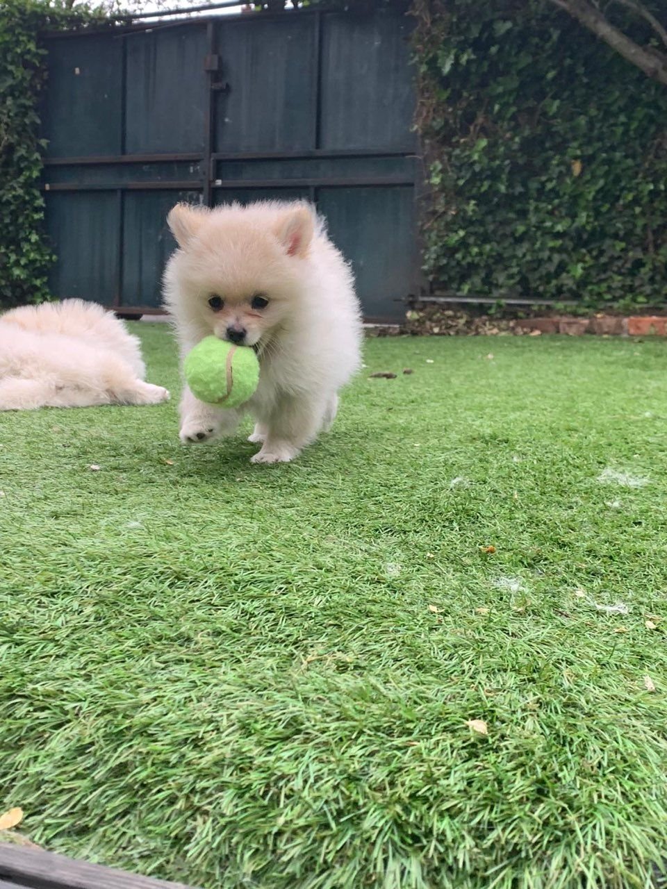 Pomeranian Puppy for Sale