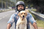 777 Charlie movie rating, Rakshit Shetty 777 Charlie movie review, 777 charlie movie review rating story cast and crew, 777 charlie rating