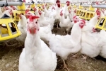 Bird flu latest breaking, Bird flu 2024, bird flu outbreak in the usa triggers doubts, Food