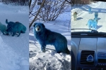 viral, Russia, bright blue stray dogs found in russia, Smurfs 2