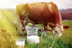 Cow Milk health benefits, Cow Milk advantages, ten health benefits of consuming cow milk, Milk benefits