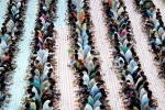 Indian expat, Guinness world record, dubai based charity pct humanity run by indian expat enters guinness world records for holding longest iftar, Guinness world records