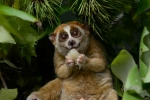endandgered species, Animal, cute but deadly the critically endangered slow lorises, Habitats