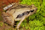 Frog Mucus Kills H1 Flu Virus, Frog Mucus Kills Flu Virus, south indian frog mucus kills flu virus, Frog