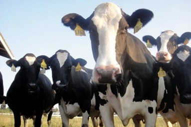Irish company&rsquo;s joint cheese venture in Michigan