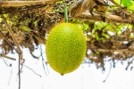 Snake Venom harmful, Snake Venom neutrailization, this miraculous plant can neutralise snake venom in minutes, Plan b