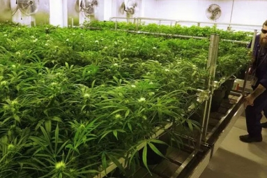Michigan regulators are opening up Michigan Market to Marijuana mega growers