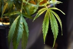 Oil-Based Marijuana Products, Oil-Based Marijuana Products, michigan medical marijuana laws to regulate oil based marijuana products, Natural health