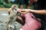 Monkey Bite, Monkey Bite, what to do after a monkey bite, B town