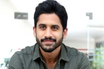 Naga Chaitanya, Naga Chaitanya movies, naga chaitanya coming up with a strong lineup of films, Naandhi