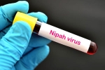Nipah Virus new case, Nipah Virus death rate, nipah virus is back again two deaths registered, Kerala