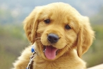 Michigan news, Pet adoption in Michigan, free pet adoption across michigan, Saginaw valley state university