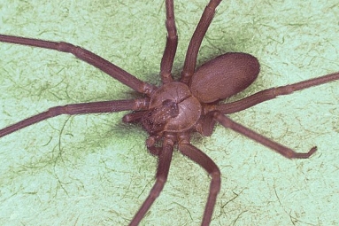 Dangerous Spiders Found in Michigan Garage