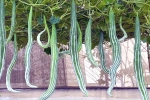 Snake Gourd healthy, Snake Gourd used, advantages of eating snake gourd, Food cravings