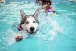 Swimming for dogs, Dog Fitness swimming, how can swimming boost your dog s fitness, Puppy