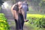 safety, corridor, tamed elephants in india to get unique identification numbers like aadhar, Chilli powder