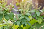 tulsi for acne free skin, tulsi for face pimples, tulsi for skin how this indian herb helps in making your skin acne free glowing, Glowing skin