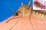 USA, West Nile Virus 2021, russia warns of west nile virus, Autumn