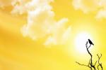 longest day of the year in the UAE, Tropic of Cancer, friday is the longest day of the year, Middle east news