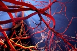 Blood Vessels Stretch latest, Blood Vessels Stretch news, how far can blood vessels stretch if laid out end to end, Sachin tendulkar