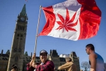 Recreational Marijuana, Senate, canada senate legalizes recreational marijuana, Marijuana