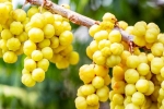 Amla health, Amla latest news, ten health benefits of consuming amla, Galli