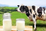 Cow Milk Protein new tips, Cow Milk Protein bad for health, can cow milk protein lead to type 1 diabetes, Asei Cow Milk Protein new tips, Cow Milk Protein bad for health, can cow milk protein lead to type 1 diabetes, Asei