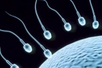 Sperm Count, Super Foods To Improve Sperm Count, 8 super foods to improve sperm count, Male fertility
