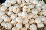 Garlic Vs Mosquito Repellent myth, Garlic Vs Mosquito Repellent, is garlic a mosquito repellent, Pants Garlic Vs Mosquito Repellent myth, Garlic Vs Mosquito Repellent, is garlic a mosquito repellent, Pants