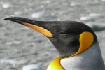 Danish researchers, Danish researchers, laughing gas released from penguins poop causes a ruckusto the environment, Penguin