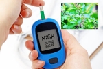 Blood Sugar Levels immunity, Blood Sugar Levels boost immunity, how to maintain blood sugar level to boost immunity, Diabetes patients Blood Sugar Levels immunity, Blood Sugar Levels boost immunity, how to maintain blood sugar level to boost immunity, Diabetes patients