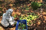 Mango, Nipah, nipah effect mango growers in karnataka faces tough time in export, Nipah viru