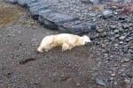 Polar Bear In Iceland updates, Polar Bear In Iceland latest, polar bear appears in iceland for the first time in 8 years, Iceland